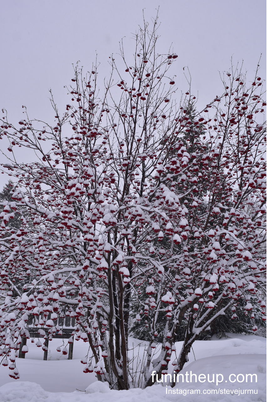 Mountain Ash tree with snow