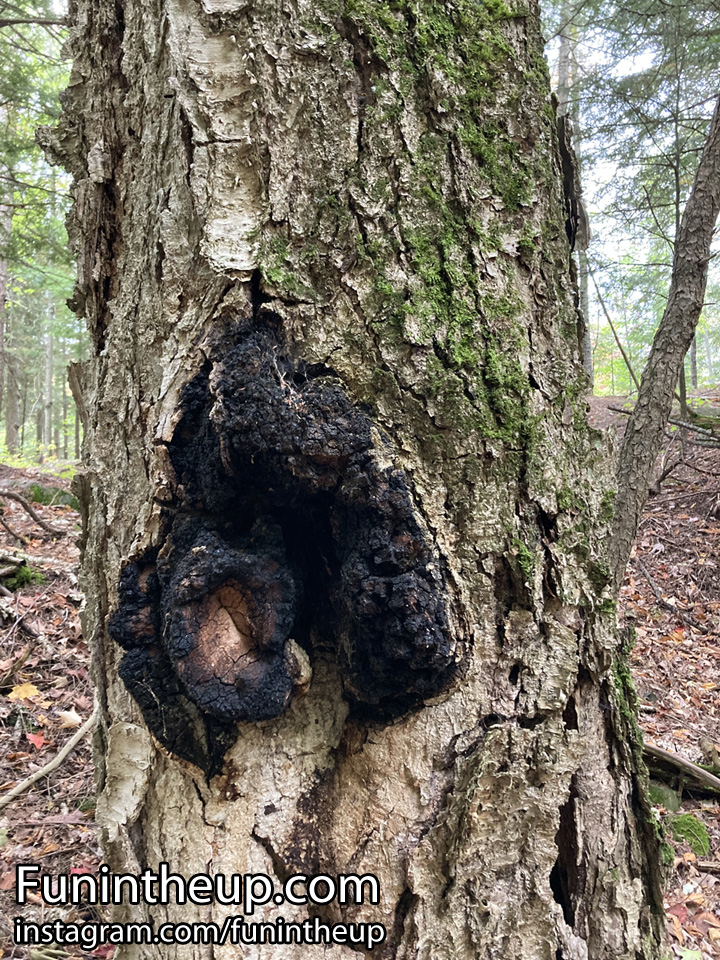 Chaga on birch tree, no we didn't harvest any
