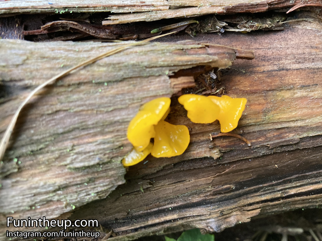 Slime mold, maybe.