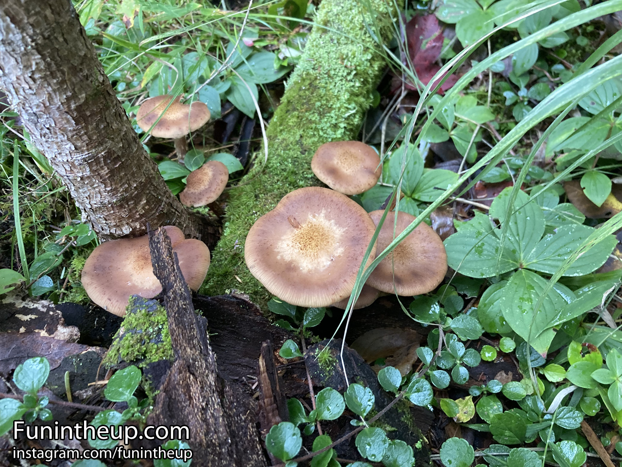 Mushrooms among the forest peeking out.