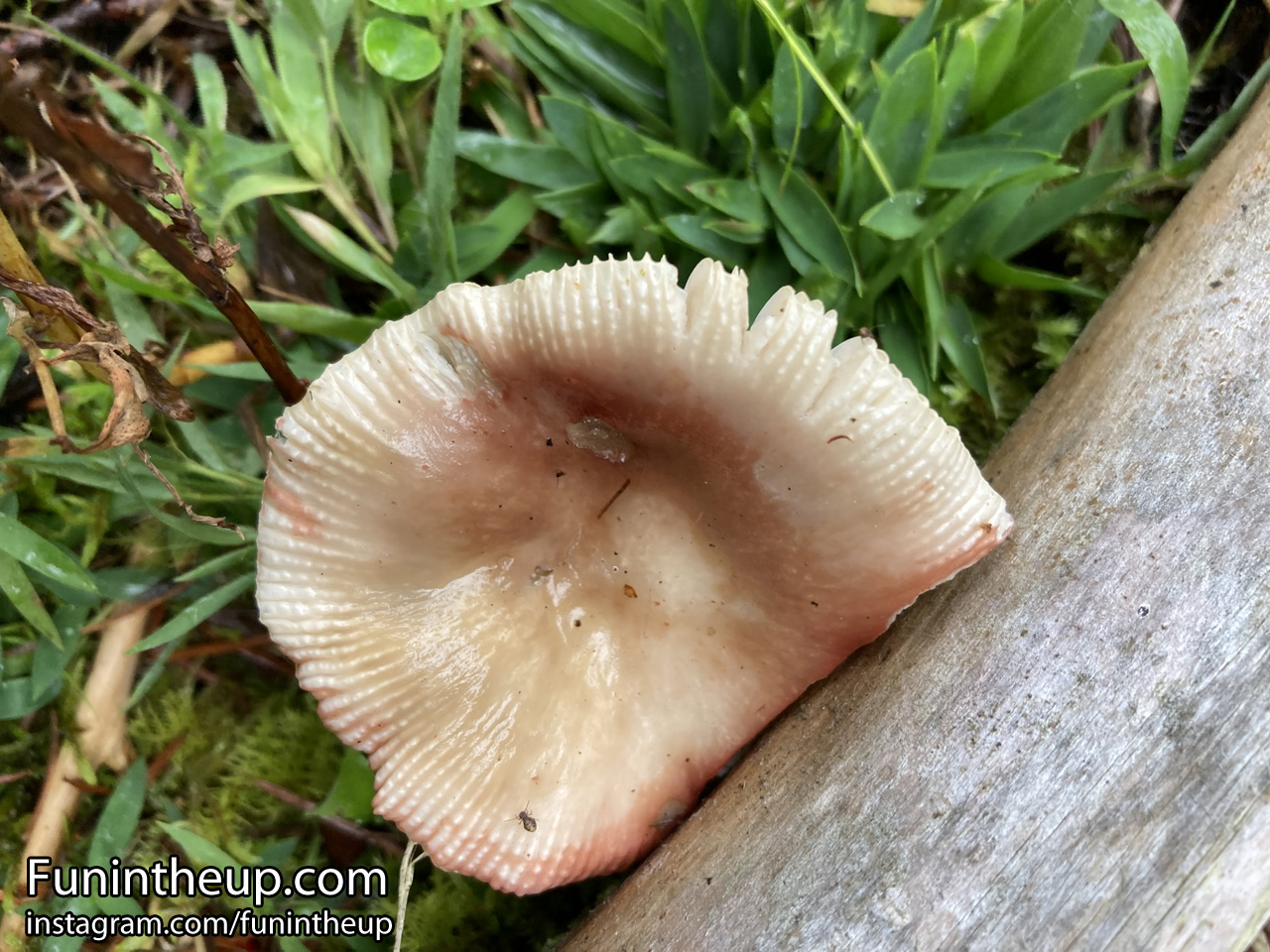 Mushroom.