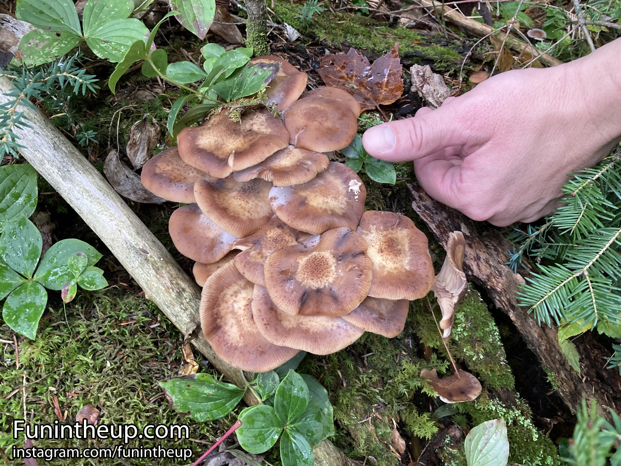 Group of Mushrooms, saw lots of these this week on different hikes.