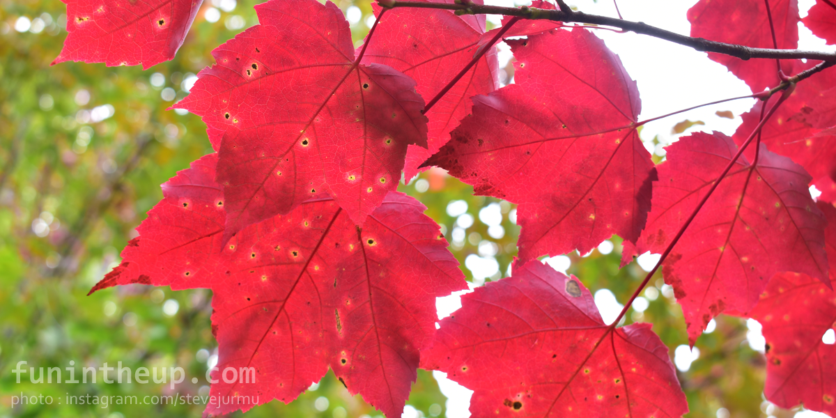 3D Rose Michigan Upper Peninsula Maple Tree Turning Colors TWL_207669_1 Towel 15 x 22 Bewabic SP