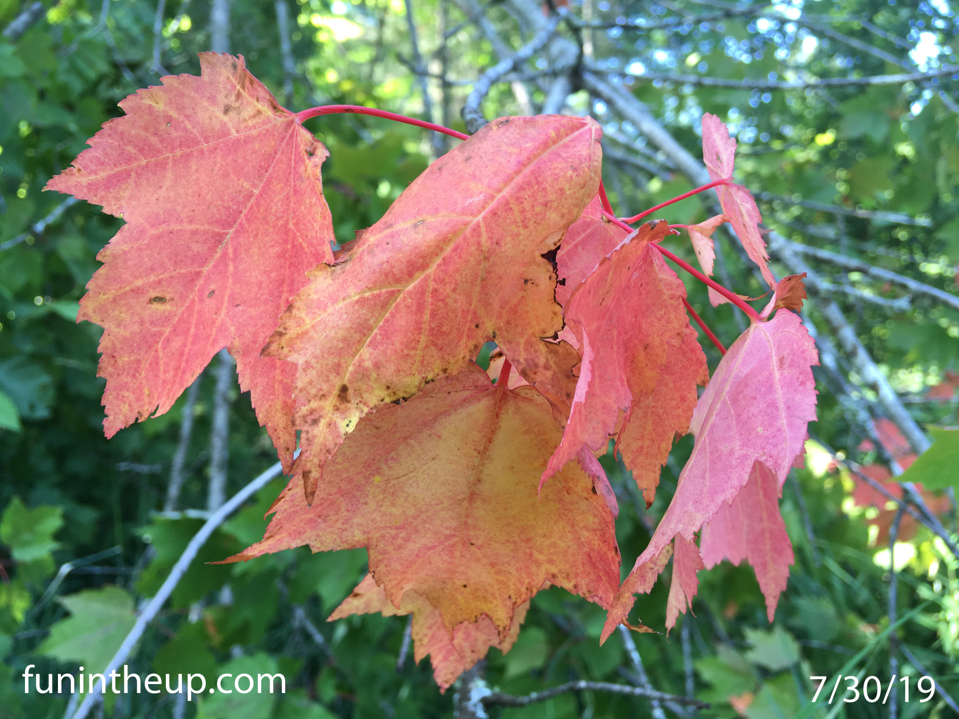 Fall Colors at Craig Lake State Park